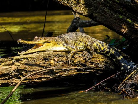 crocodil, specie noua, australia, descoperire