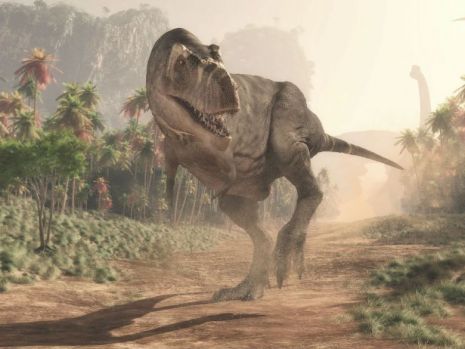 Tyrannosaurus Rex, sistem racire, descoperire, dinozaur