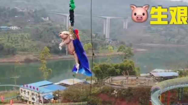 china, porc, bungee jumping, parc tematic, video,