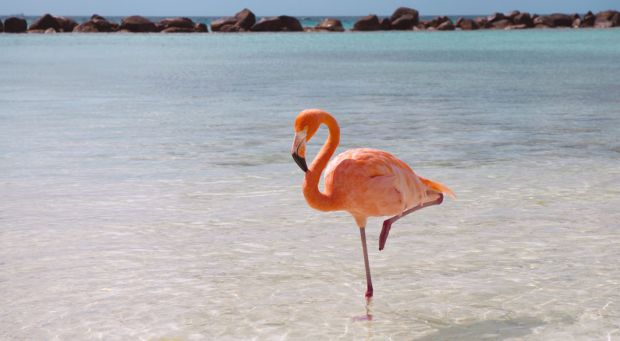 pasare flamingo, postura, intr-un picior, explicatie, somn