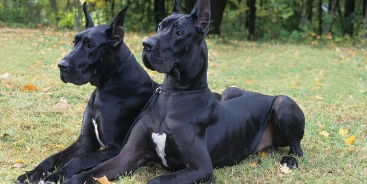 exile curse Performance Top 10 cele mai periculoase rase de câini din lume | MondoNews
